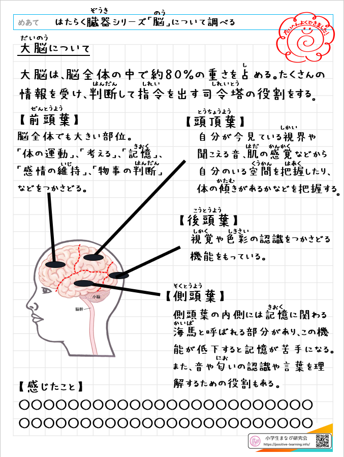 自主学習ノート理科：【6年】「はたらく臓器ぞうき」脳