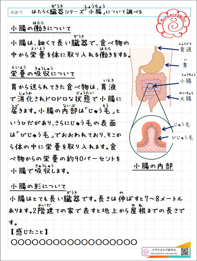 自主学習ノート理科：【6年】「はたらく臓器」小腸