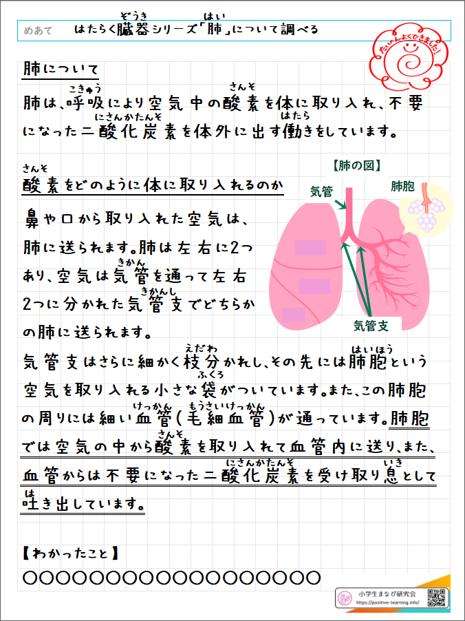 自主学習ノート理科：【6年】「はたらく臓器」肺