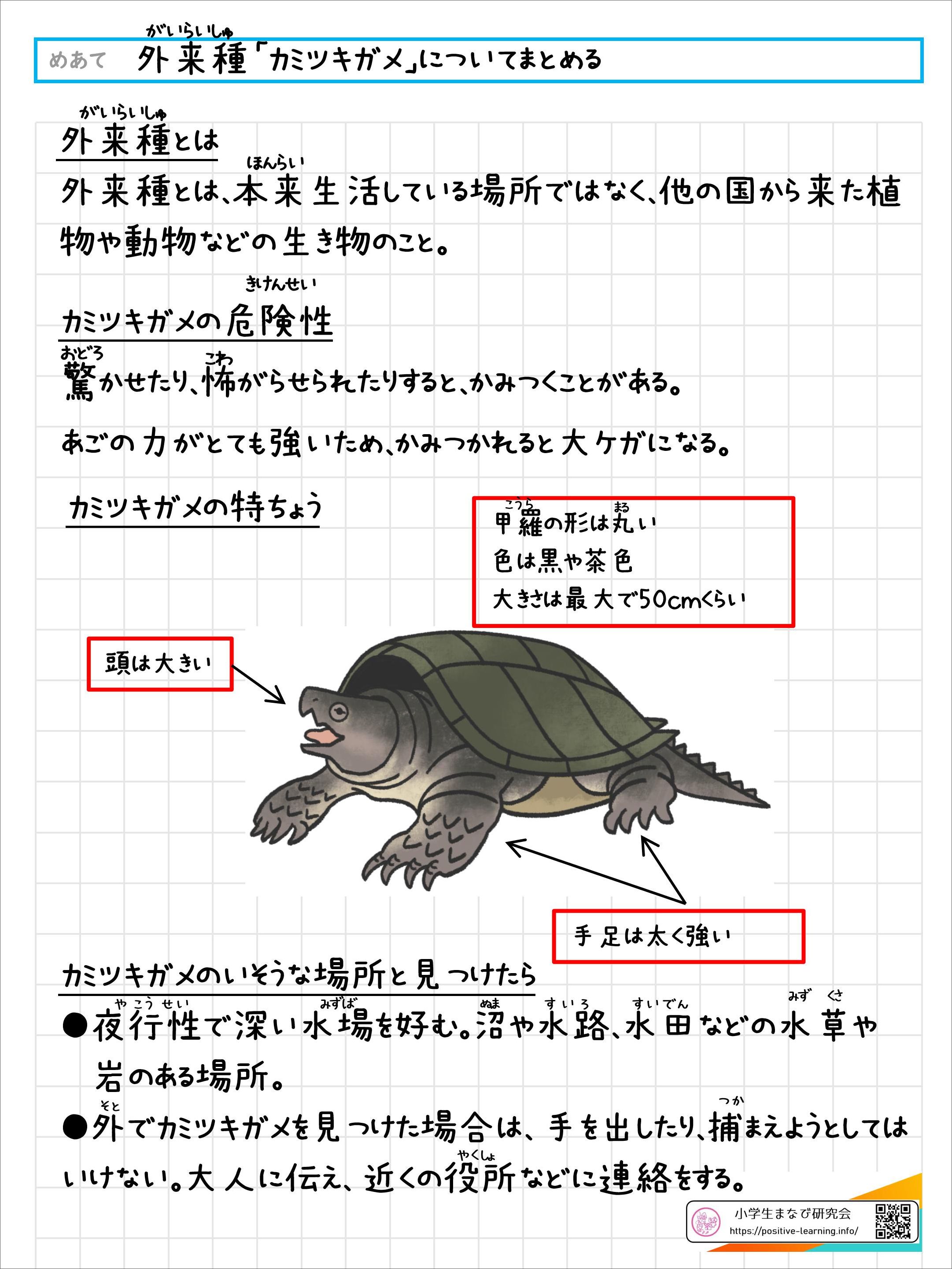 自主学習ノート：外来種「カミツキガメ」