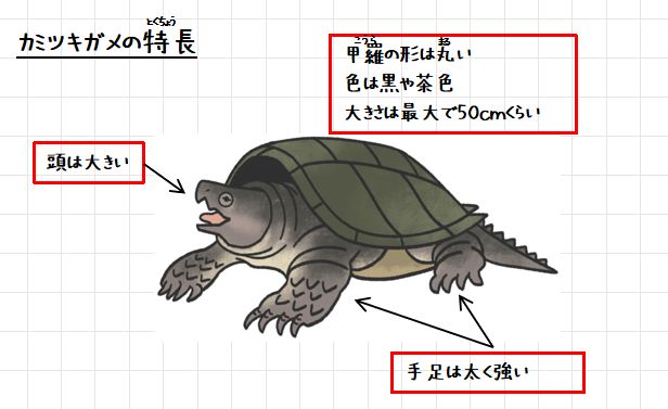 カミツキガメの特ちょう