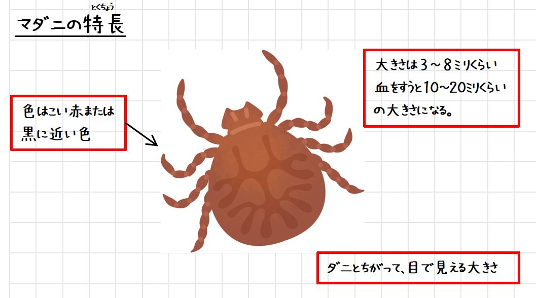 マダニの特長