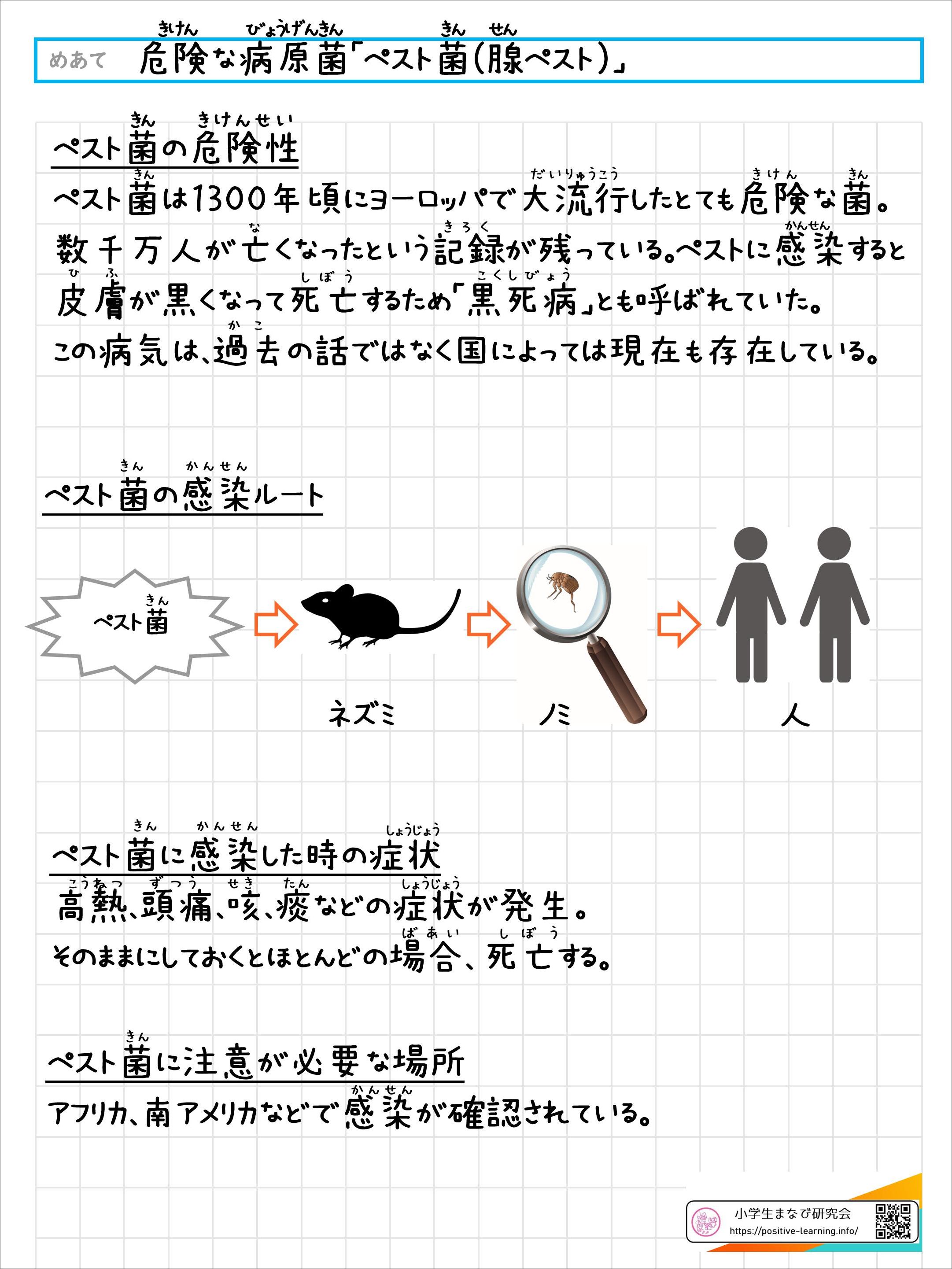 危険な病原菌「ペスト菌」
		