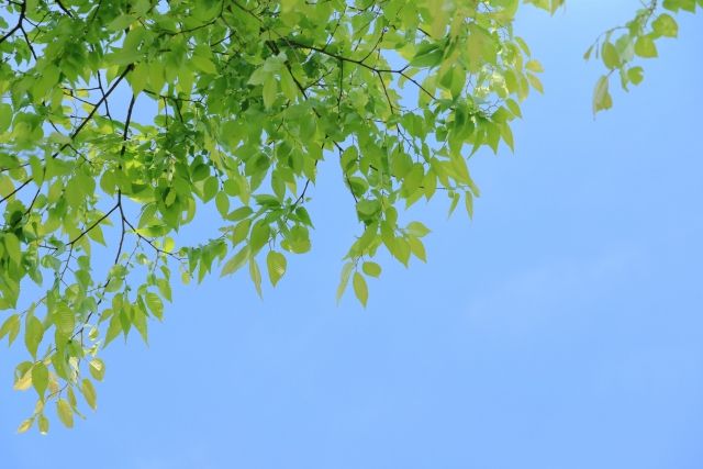 みどりの日:5月4日