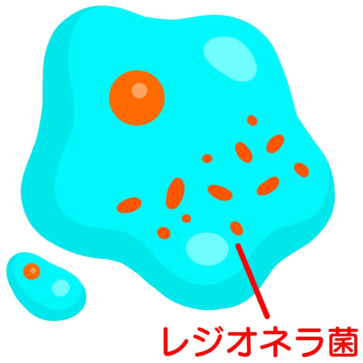 レジオネラ菌